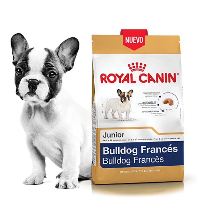 Bulldog francés: cómo es y qué necesita